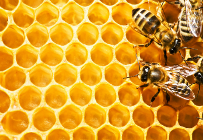 Bienen in Waben