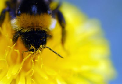 Le pollen de fleurs vous propose toute la richesse de la nature