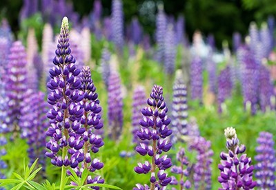 Die Lupine: der Grundstoff vielfältiger Lupinenprodukte