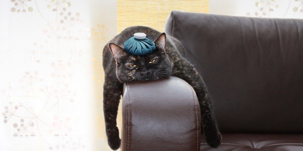 ursachen-fuer-den-kater